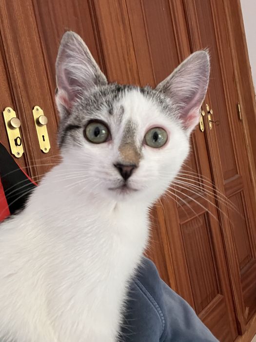 5 gatinhos - adopção responsável