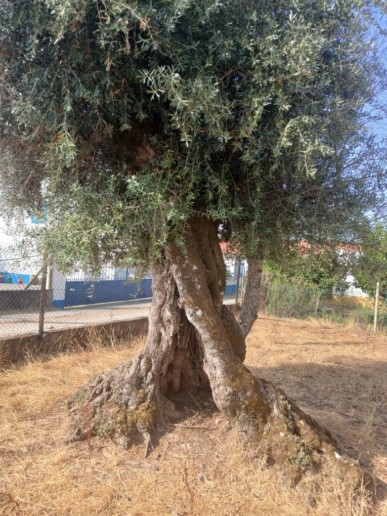 Oliveiras milenares