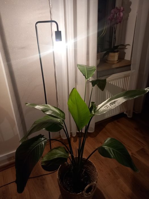 Lampa podłogowa wysoka, szafki