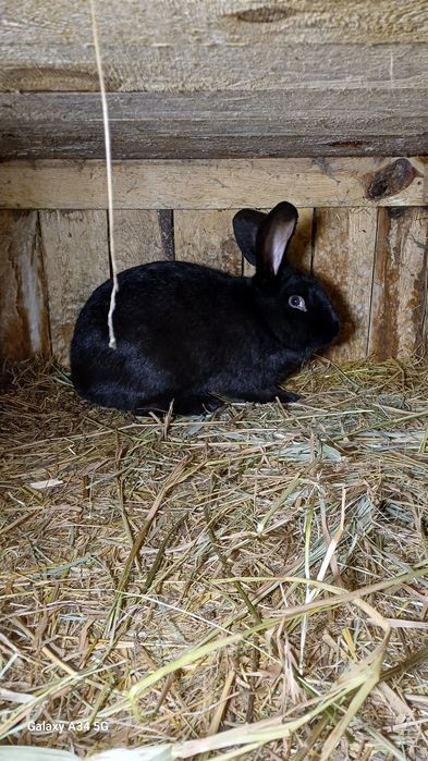 Sprzedam samca królika