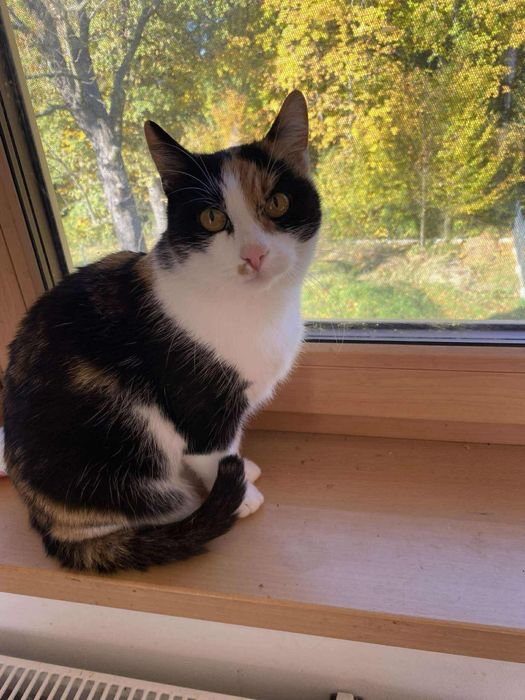 Szatka koteczka , ktora potrafi bardzo kochac. Krakow/ Gorlice