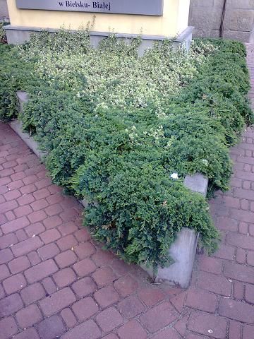 Trzmielina Emerald'n Gaiety multipaleta na skarpy wysyłka cały kraj