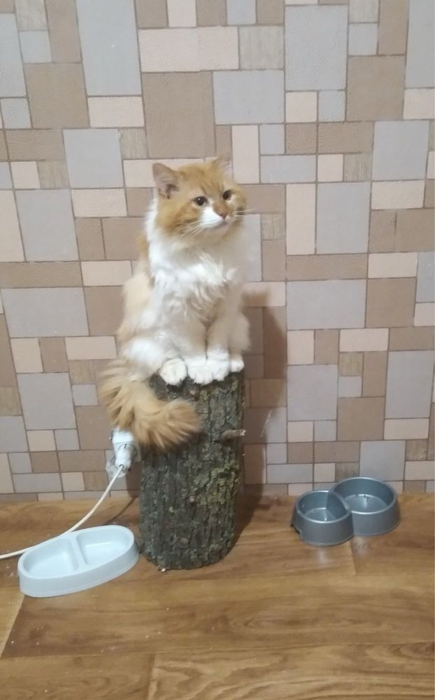 Котик шукає родину