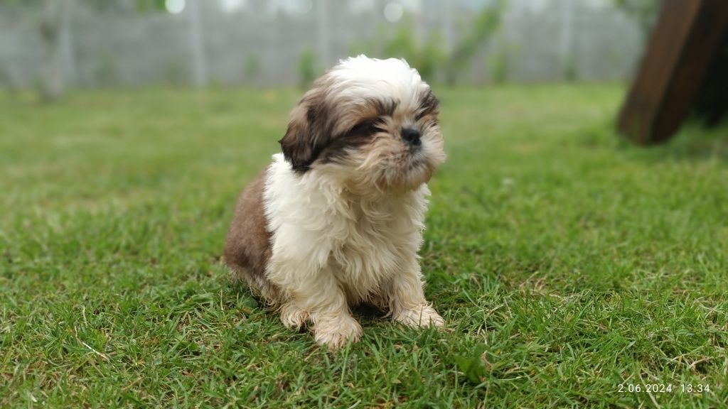 Śliczna suczka shih tzu