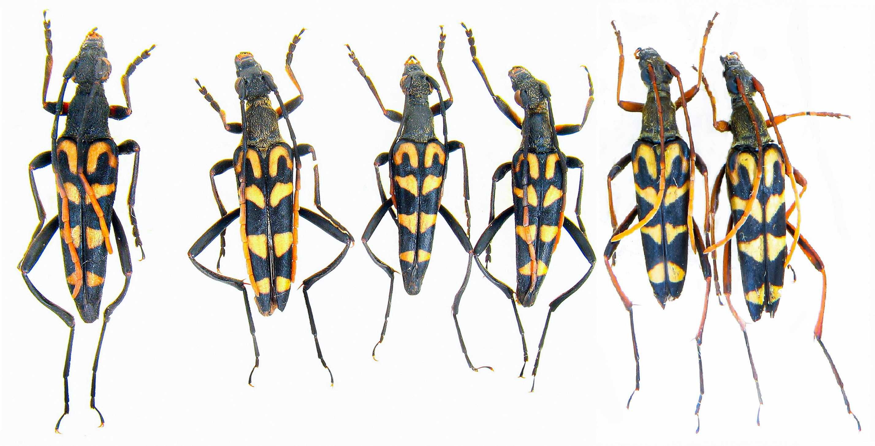 Leptura annularis коллекция насекомые комахи, жуки, ентомологія наука