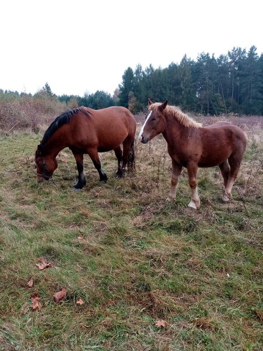 Sprzedam klacz źrebną ze źrebakiem