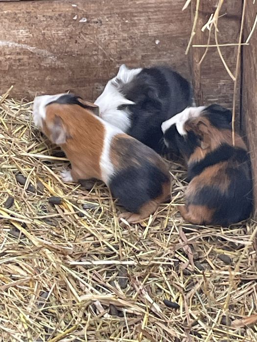 świnki morskie mlode