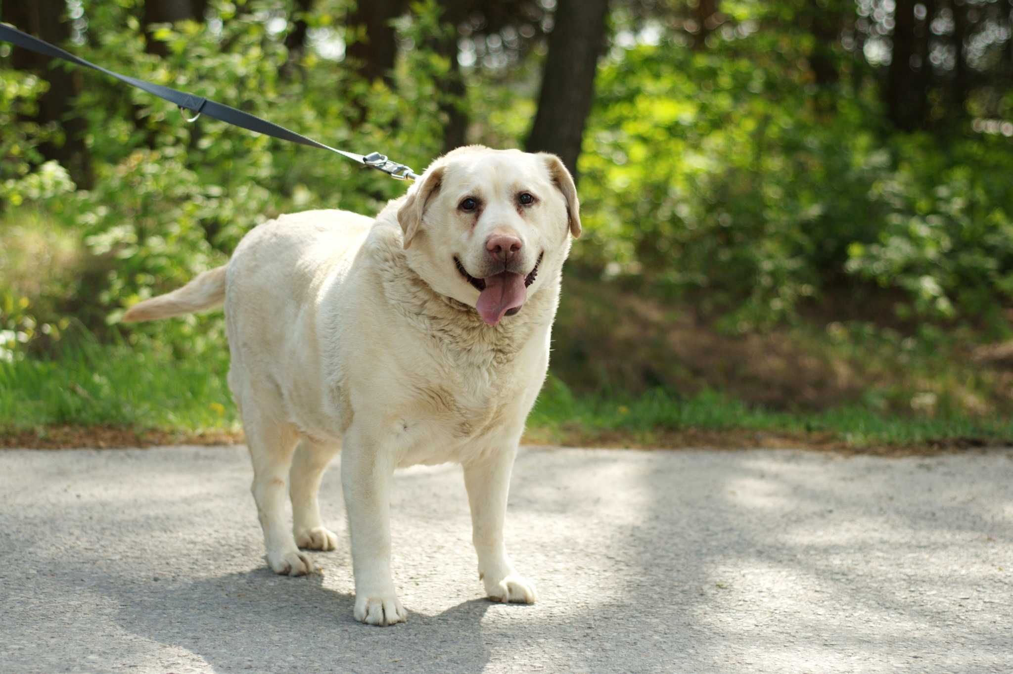 HENIX - cudowny psiak w typie Labradora do pilnej adopcji