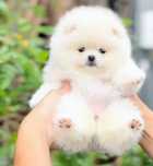 !!! Mały miś pomeranian mini