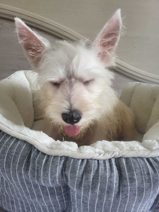 Цуценята Вест Хайленд Уайт Терьер