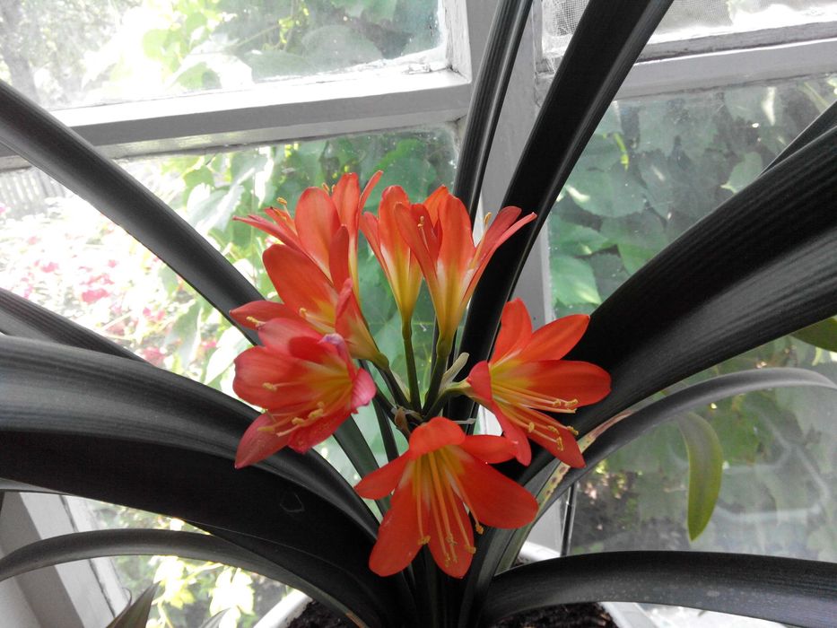 Клівія оранжева, продам