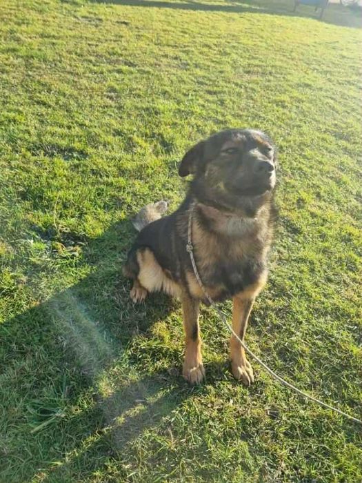 Znaleziono psa Niemysłów