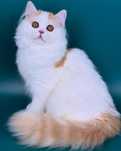 Шотландский мальчик , котенок страйт.