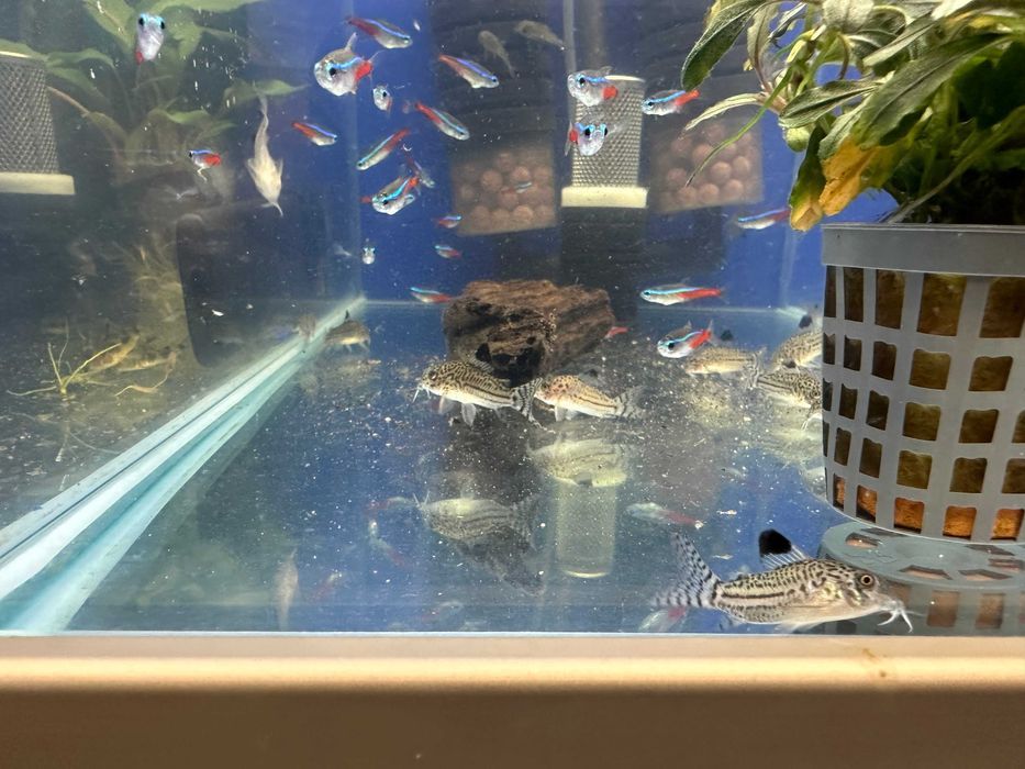 Kirysek lamparci - Kirys nakrapiany - Corydoras julii