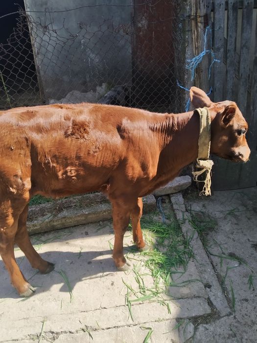 Продам теля.Дівчинка