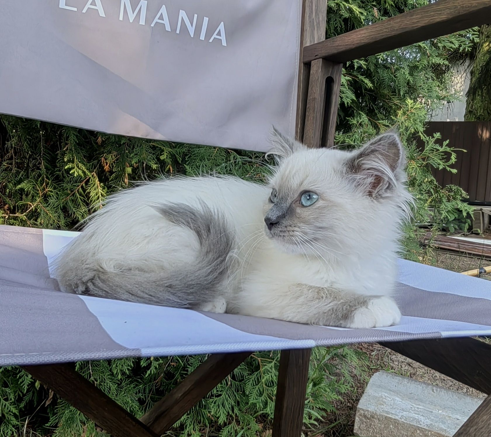 Kotka Ragdoll       .