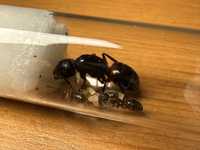 Camponotus ligniperda królowa z 2-5 robotnicami