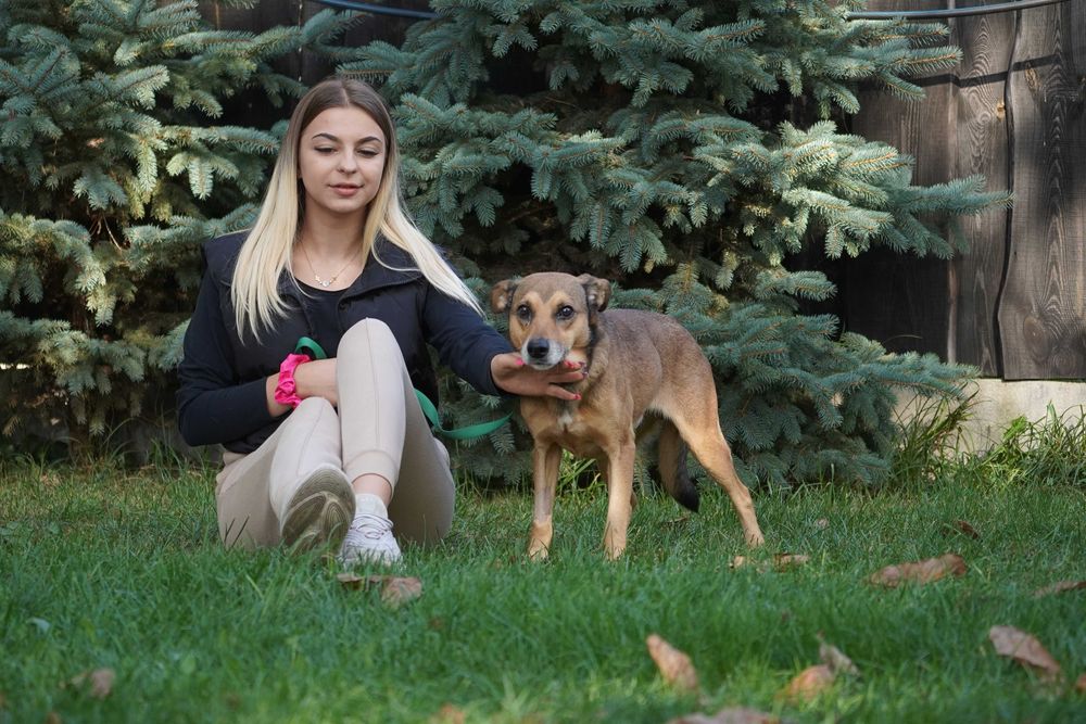 Merlin - cudowny, łagodny piesek szuka domu