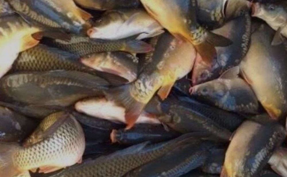 Продам живу рибу та свіжу