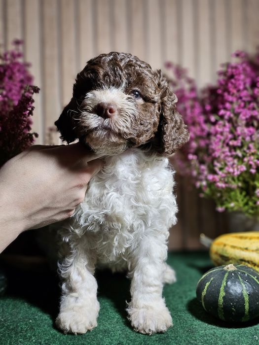 Lagotto romagnolo- cudowna suczka