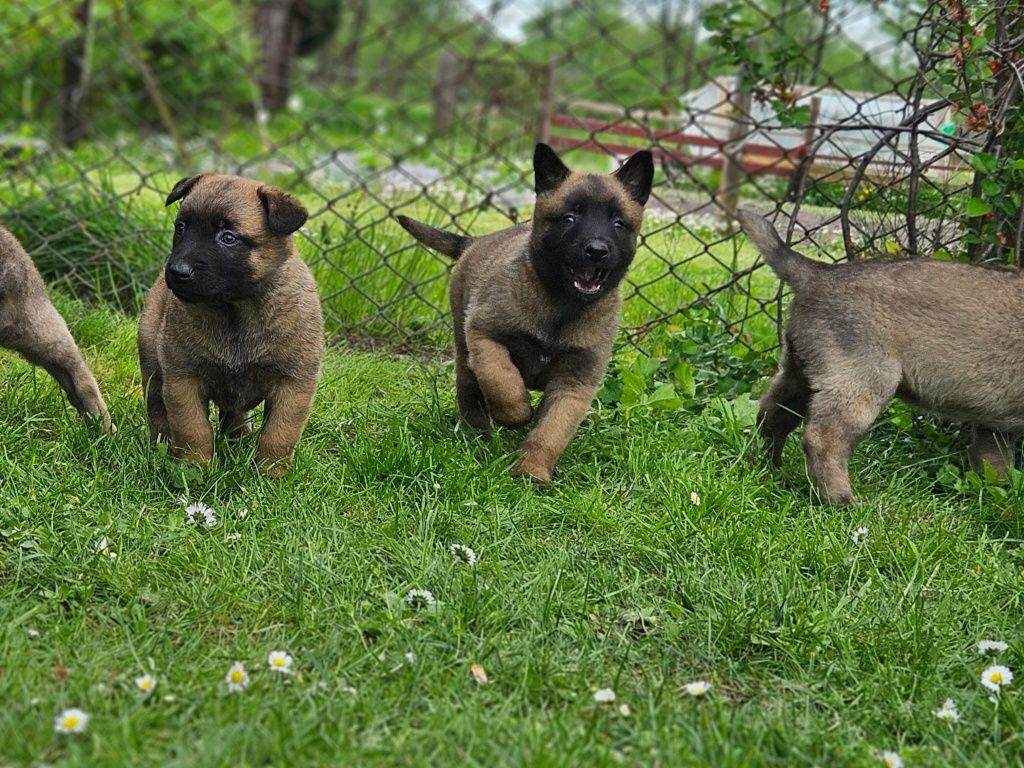 Owczarek Belgijski Malinois FCI