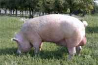 Продам свинью и  кабана живым весом