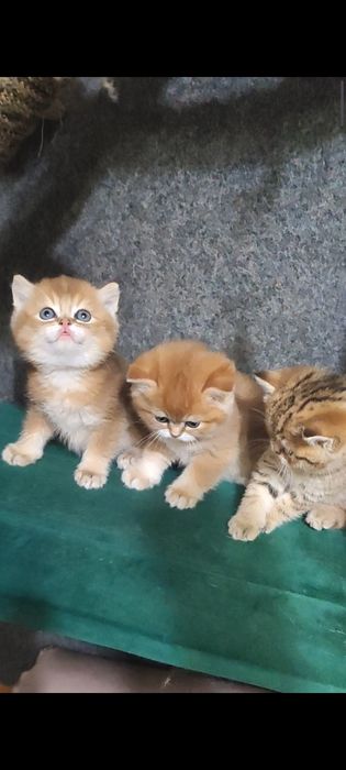 Золоті британчики