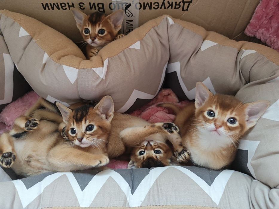 Абіссінські котики CFA Абиссинцы хлопчик Сорель і кішечки дикого окрас