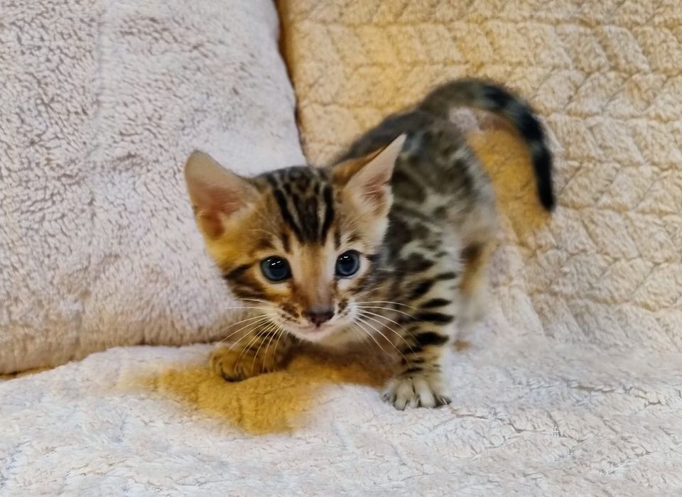 Kot Bengalski kocurek