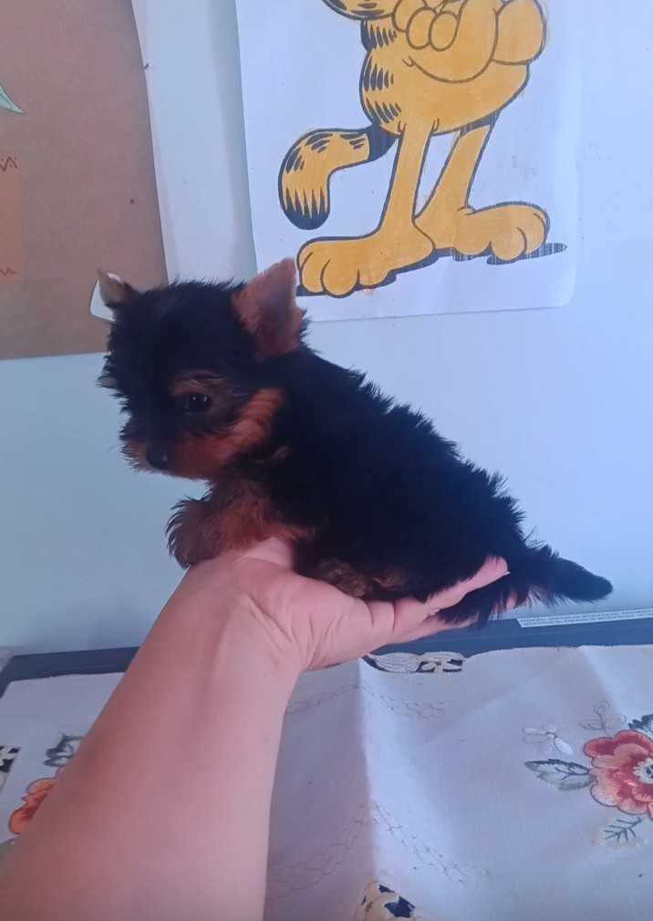 yorkshire terrier macho mini com LOP