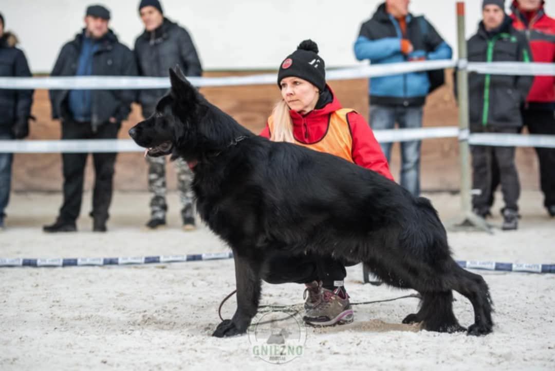 Owczarek Niemiecki FCI czarny