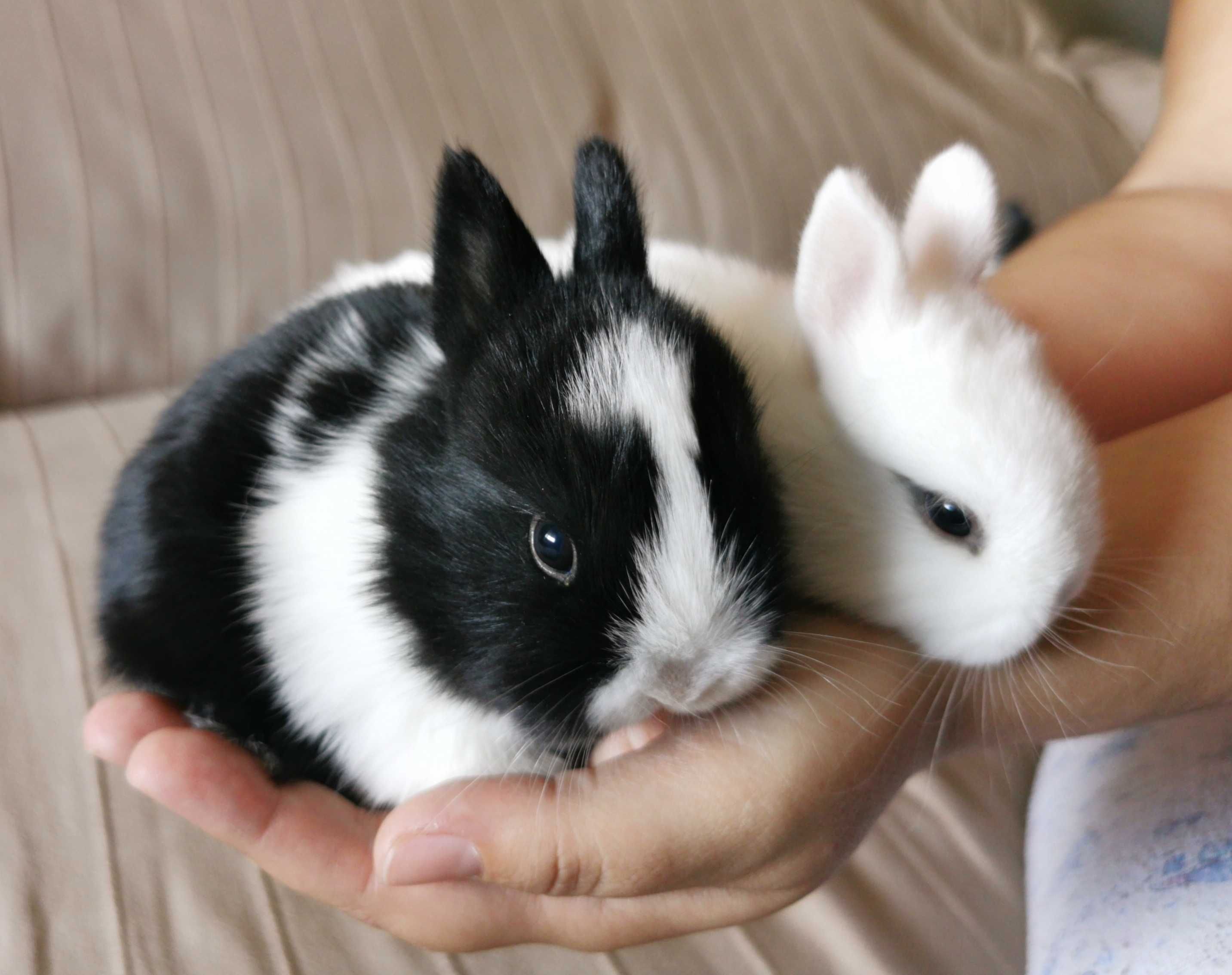 Coelhos anões minitoy e mini holandês muito fofos, KIT completo