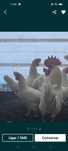 Ovos galados de galinhas leghorn