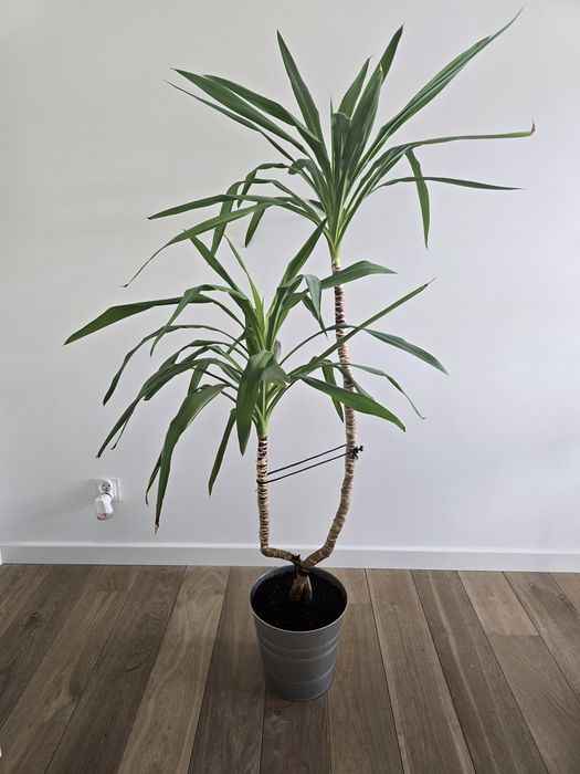 Palma Juka domowa doniczkowa 150cm roślina doniczkowa Julka