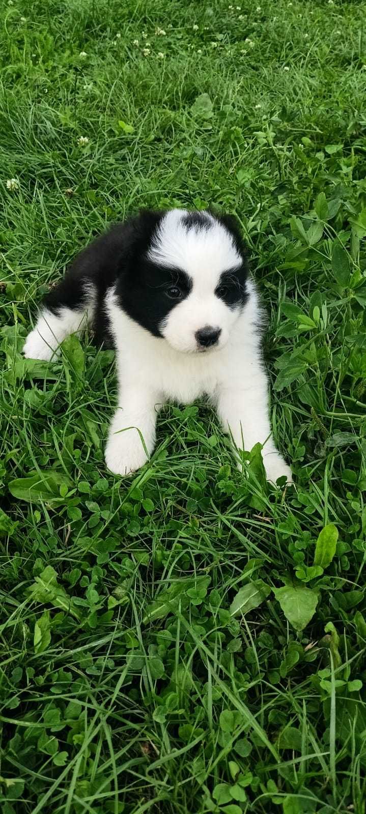 Pieski Border Collie ZKwP/FCI