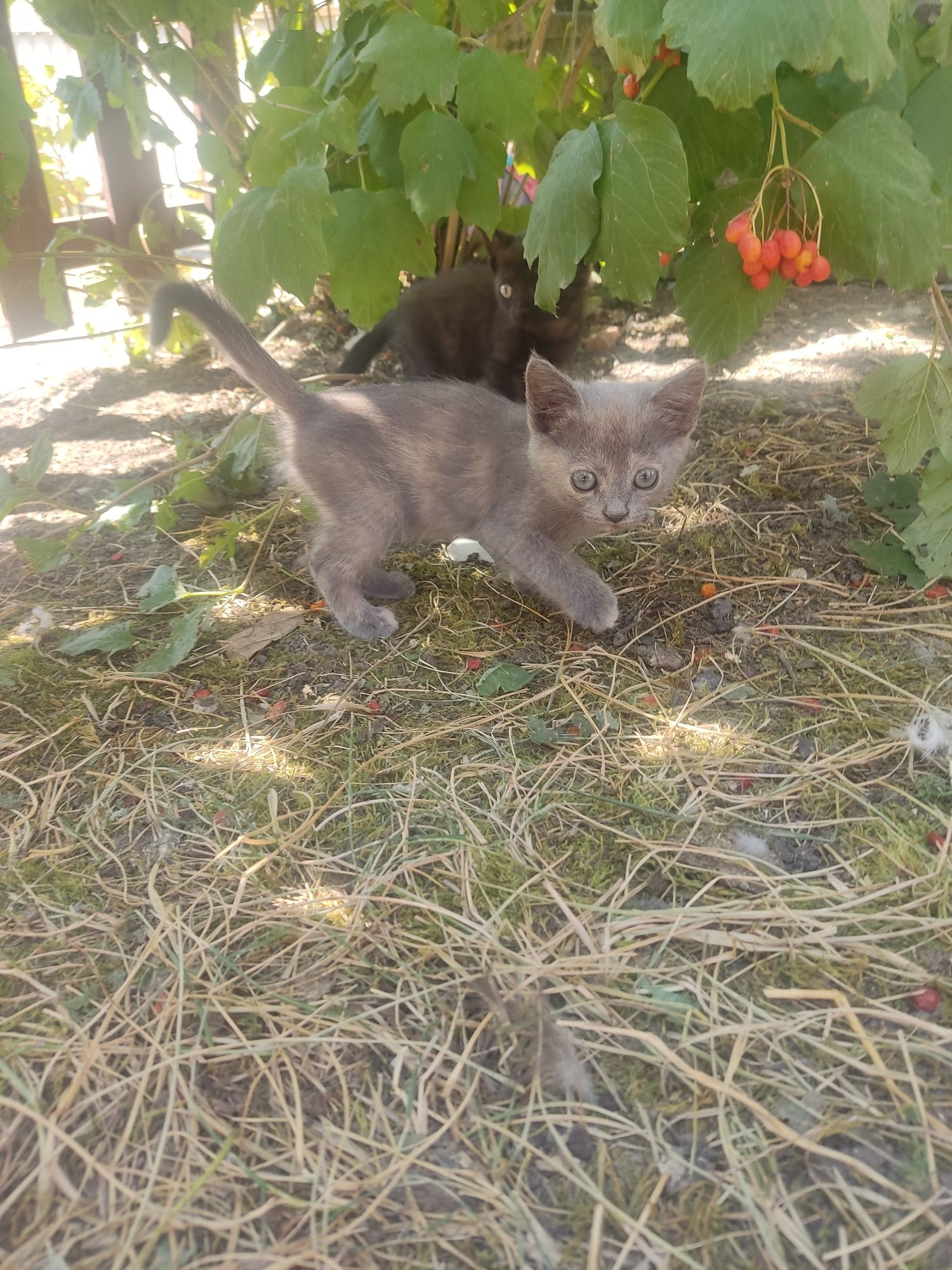 Котенята безкоштовно