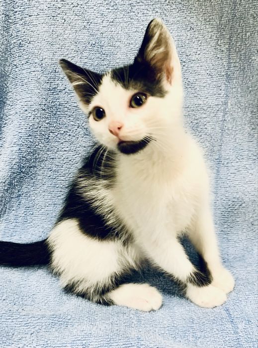 Котенок 3мес белый с черный котик котята кошеня чорне с білим