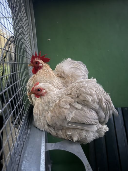 Título: Frangos Pekin – Poucas Aves Disponíveis