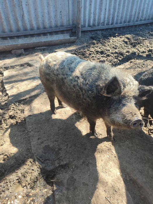 Продам  поросят 45 грн/кг