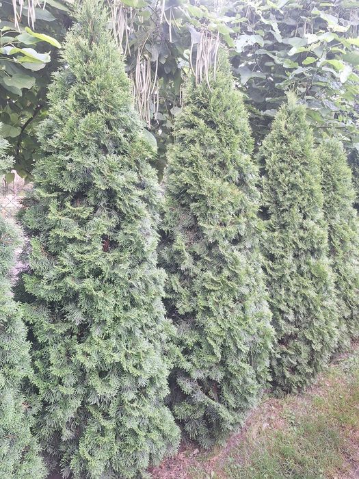 Tuje szmaragd 240 cm !!!