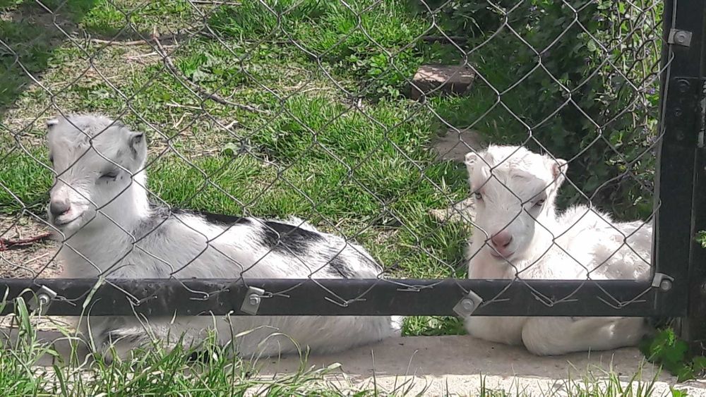 продаються козинята