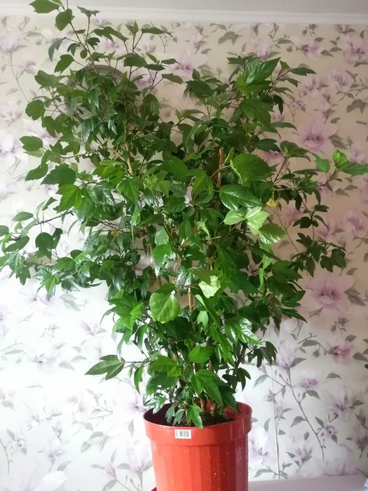 гигантское дерево гибискус китайская роза 1, 6 метра