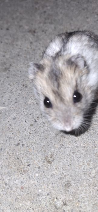 Sprzedam 5 chomików dżungarskich cena do negocjacji