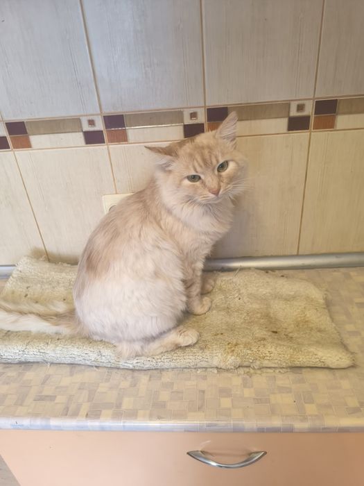 Котик,кіт в добрі руки