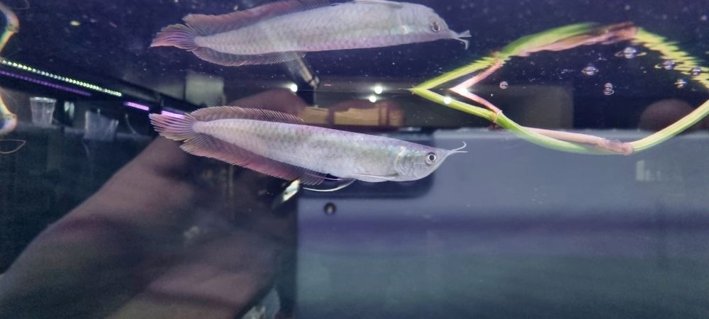 Arowana srebrna 20cm