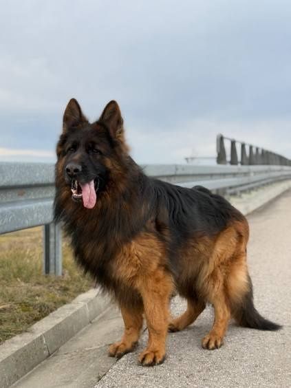 Owczarek niemiecki długowłosy reproduktor