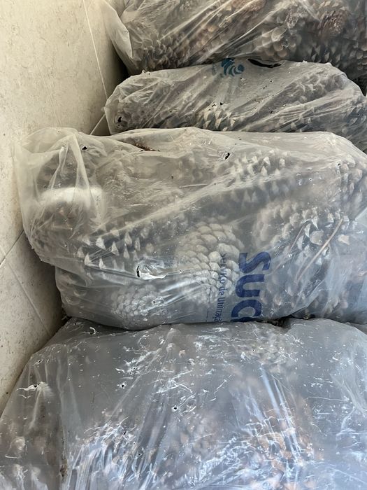 Sacos de 40 Pinhas