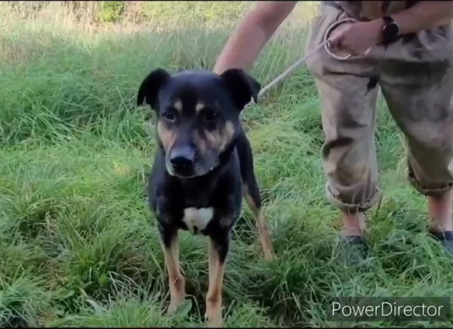 Kusy szuka domku