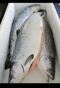 Тушка лосося, сьомга,  сёмга, форель, красная риба, суши.