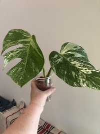 Szczyty  Monstera Deliciosa Variegata